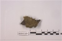 藏品(細鱗蘚屬 )的圖片